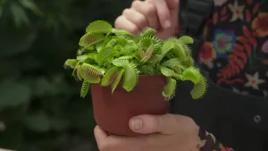 Een foto van een vleesetende plant die Janouk in haar linkerhand heeft. De plant heet een venusvliegenval en heeft allemaal blaadjes die lijken op kleine bekjes met scherpe, groene tandjes. In de bekjes zitten kleine, bruine haartjes.