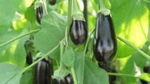 Een foto van een aubergineplant met vruchten. Er hangen zes aubergines aan groene stengels op de foto. De aubergines hebben een glanzende schil aan de buitenkant en een paarse tot bruin-paarse kleur.  De plant heeft ook grote, groene bladeren. 