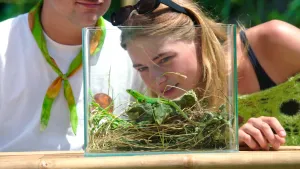 Een foto van Emma die kijkt door de zijkant van een glazen bak. Daarin zit een smaragd hagedis. Hij zit op een blad met daaronder wat stro.