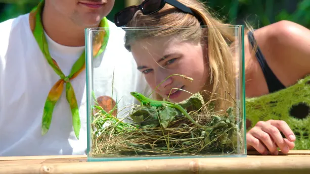 Een foto van Emma die kijkt door de zijkant van een glazen bak. Daarin zit een smaragd hagedis. Hij zit op een blad met daaronder wat stro.