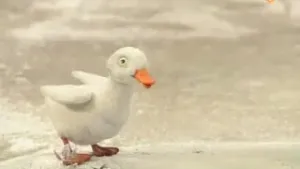 Een foto van een wit eendje dat op het ijs staat.