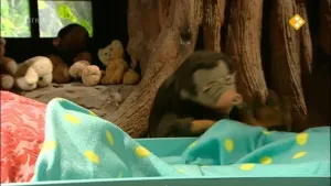 Een foto van Moffel. Hij is thuis. Op de voorgrond zie je een leeg bed. Hij kijkt naar het bed.