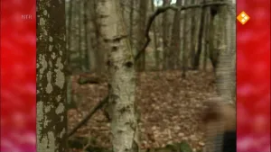 Een foto van een bos met op de voorgrond een paar bomen. 