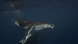 Een foto onderwater genomen van een walvis die net onder het wateroppervlak zwemt.