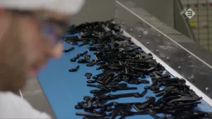 Foto van deel van machine in de snoepfabriek waarin allemaal dropjes liggen.