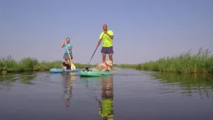 Twee personen aan het suppen, ieder op een plank, over water in rietlandschap, op één supplank zit een hond.