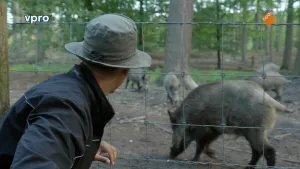 Een foto van de rug van wildebras die een donkergrijze hoed draagt en een blauwe jas aanheeft. Hij kijkt door vierkant gaas naar vier wilde zwijnen die met hun snuit naar de grond gebogen staan. Op de achtergrond staan bomen met groene bladeren.