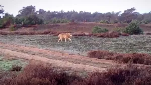 Een foto van een wolf die in het wild over een heide loopt. Op de achtergrond is er een bos te zien.