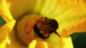 Een foto van een hommel die in een bloem bezig is. Een hommel is een bij soort.