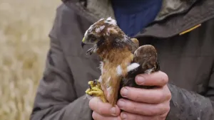 Een foto van de handen van een presentator die een jonge, grauwe kiekendief vastheeft. De vogel heeft witte pluisjes aan zijn lichtbruin tot donkerbruin gekleurde verenpak zitten. De vogel heeft gele poten  en hij steekt zijn tong uit zijn snavel.