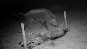 Een zwart-wit foto van een camera in de nacht genomen. Er lopen drie wilde zwijnen op de foto. Twee staan verder naar achteren, het voorste wilde zwijn staat met zijn snuit bij een kadaver, dat is het lichaam van een dood dier.
