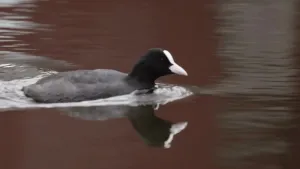 Een foto van een Meerkoet die in het water zwemt. Een Meerkoet is een zwarte watervogel met een witte snavel.