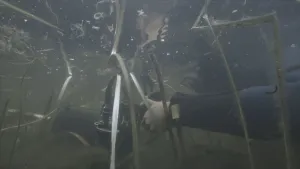 Een foto van Serah in een duikerspak met duikersbril op die in het water een grote, zwarte onderwatercamera vastheeft. Ze kijkt met haar duikersbril naar beneden naar de camera. Er zijn ook groene stengels in het water te zien van waterplanten.