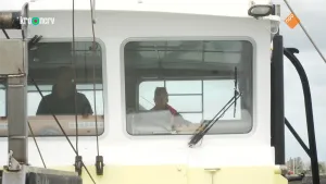 Een foto van een vissersboot waarop een groot net te zien is dat vol zit met mosselen die gevangen zijn op zee. Het net dat aan stalen kabels zit, wordt omgekiept op de foto, zodat de mosselen in de boot komen te liggen.