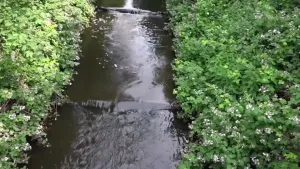 Een foto van een kleine rivier met verschillende hoogteverschillen. Het is speciaal gemaakt voor vissen om doorheen te zwemmen. 