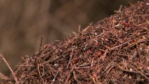 Een foto van een mierenhoop, dat is een berg natuurlijk afval zoals dode takjes en blaadjes die door mieren gemaakt is.  Er lopen allemaal mieren op de mierenhoop. De foto is van dichtbij genomen en een deel van de mierenhoop is zichtbaar.