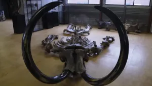 Een foto van een skelet van een mammoet. Een mammoet is een soort harige olifant uit de IJstijd. Het skelet ligt netjes op de grond uitgespreid. Daarachter zie je nog wat schedels van oerbeesten.