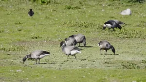 Een foto van een paar rotganzen in een weiland. Ze zoeken naar eten.  Met hun snavels pikken ze in de grond. 