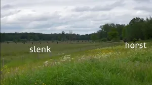 Een foto van een groot weiland met daarachter een bos. Rechts in beeld is het weiland hoog en links in beeld is het lager. Bij het hoge deel staat het woord "horst", en bij het lage deel staat het woord "slenk".