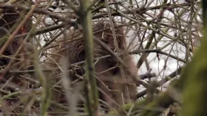 Een foto van een bever die verscholen zit achter een wirwar van kale takken. Op de achtergrond zie je water.
