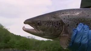 Een foto van een zalm die opgetild wordt door een persoon. Je ziet de kop van de zalm heel groot in beeld. Zijn bek is open. Van de persoon zie je alleen een blauwe handschoen die de zalm vasthoudt.