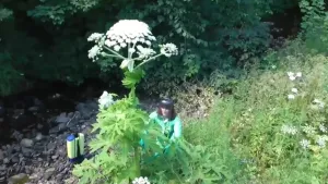 Een foto van een stukje natuur. Op de voorgrond zie je een hele grote plant, een berenklauw. Daarachter staat een vrouw. Ze is veel kleiner dan die berenklauw. Op de grond staat een apparaat om gif mee te spuiten. 
