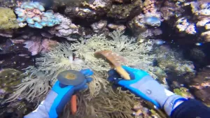 Een foto die onderwater gemaakt is. Je ziet allemaal koraal en twee armen van een duiker. Hij heeft gereedschap vast. 