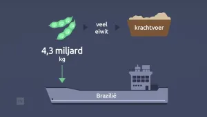 Een illustratie van sojabonen met rechts daarvan pijltjes naar rechts met de tekst 'veel eiwit' en naar een bak met voedsel met de tekst 'krachtvoer'. Onder de bonen staat 4,3 miljard kilogram en een pijl die naar een boot wijst met de tekst 'Brazilië'.