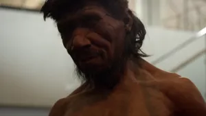 Een foto van een nagemaakte Neanderthaler. Je ziet het ruige hoofd  en de gespierde schouders van deze vroege mensensoort. De man heeft een baard en zijn huidskleur is redelijk bruin.