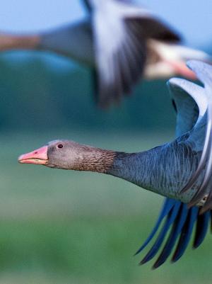 Twee ganzen vliegen boven weiland naar links