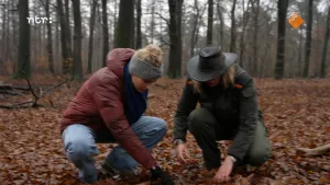 Een foto van Janouk en boswachter Jaël Bergwerff. Ze zitten op hun hurken in een bos vol met bruine herfstbladeren en graven met hun handen tussen de bladeren. Op de achtergrond staan bomen en liggen enkele takken. Jaël draagt boswachterskleding met hoed.
