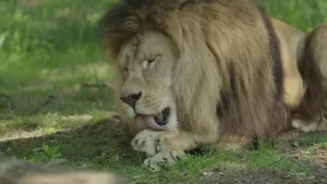 Een foto van een mannelijke leeuw die op het gras ligt met zijn voorpoten over elkaar. De leeuw likt met zijn tong over de bovenste voorpoot. De leeuw heeft zijn ogen een heel klein stukje open.
