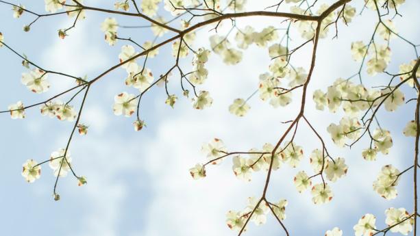 Bloesem op blauwe achtergrond