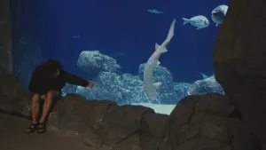 Een foto van Serah die bij een groot aquarium in een dierentuin op een stenen rand zit. Serah wijst naar de steur, een grote vis die in het aquarium zit. De witte onderkant van de steur en zijn bek onderop zijn zichtbaar. De steur zwemt naar de bodem.