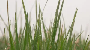 Een foto van groene grassprieten met dauwdruppels erop. In de onscherpe achtergrond zijn meer grassprieten zichtbaar.