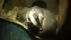 Een foto van een dier van het diersoort das in zijn woonruimte, ook wel een burcht genoemd. De das is de vacht op zijn rug aan het schoonmaken met zijn tong.