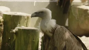 Een foto van een grote vogel van de vogelsoort gier. De gier is gedeeltelijk zichtbaar, vanaf de vleugels onderaan tot de kop bovenaan. Op de achtergrond zijn boomstronken en een lage, grijze muur zichtbaar.