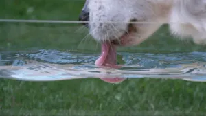 Een foto van de onderkant van de kop van een hond, waarvan de neus en bek zichtbaar zijn. De hond is met zijn tong water uit een grote glazen bak aan het lebberen. Door de bak heen is een grasveld zichtbaar.