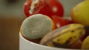 Een foto van een witte kom met tomaten, bananen en mandarijnen erin.  De mandarijn in het midden van de foto is aan de bovenkant volledig beschimmeld. De schimmel heeft een groenige kleur.  