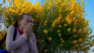 Een foto van een meisje die buiten staat en niest in een zakdoek. Op de achtergrond is een andere foto van een plant met gele bloemetjes erin te zien. Deze en andere planten zorgen dat er pollen in de lucht komen en die zorgen voor hooikoorts.   