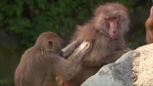 Een foto van twee bavianen. De linkerbaviaan is met zijn handen de rug van de rechterbaviaan aan het vlooien. 
