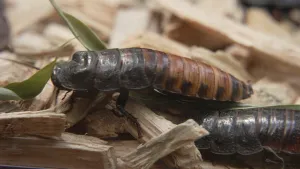 Een foto van twee kakkerlakken die over houtsnippers heenlopen.