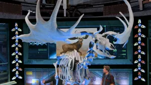 Een foto van twee mannen die met elkaar praten in de Earth Challenge studio. Op de voorgrond is een met de computer gemaakte skelet zichtbaar van een reuzenhert.