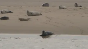 Een foto van een stuk strand en zee met acht zeehonden.