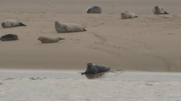 Een foto van een stuk strand en zee met acht zeehonden.