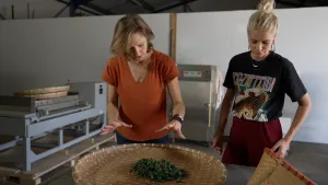 Een foto van presentator Yanouk en Linda die voor een rieten mand staan met theebladeren erin. Lind houdt haar handen boven de mand met theebladeren.