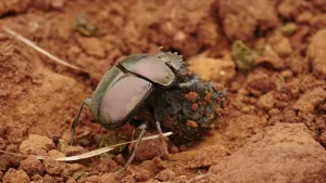 Een foto van een mestkever die een bol over droge grond rolt.