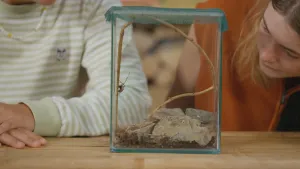 Een foto van presentatoren Jurre en Emma. Emma kijkt in een bak wat je doorheen kan kijken waar een grottenspin in zit. Dit is een spin die vooral in grotten en stenige, koele ruimtes leeft. In de bak liggen wat stenen en de spin zit op een tak.