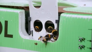 Een foto van dichtbij een hommelkast die buiten staat. Er klimmen vijf hommels uit.