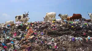 Een foto van een berg afval met een kudde koeien die erbovenop staan. 